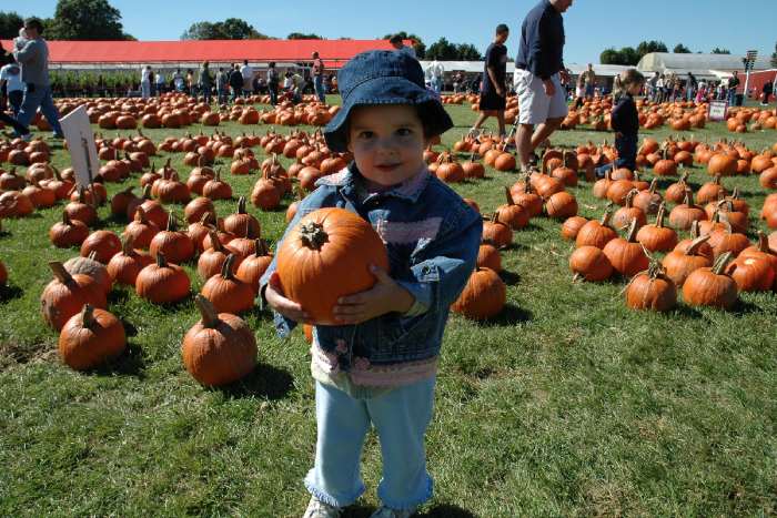 pumpkin picking